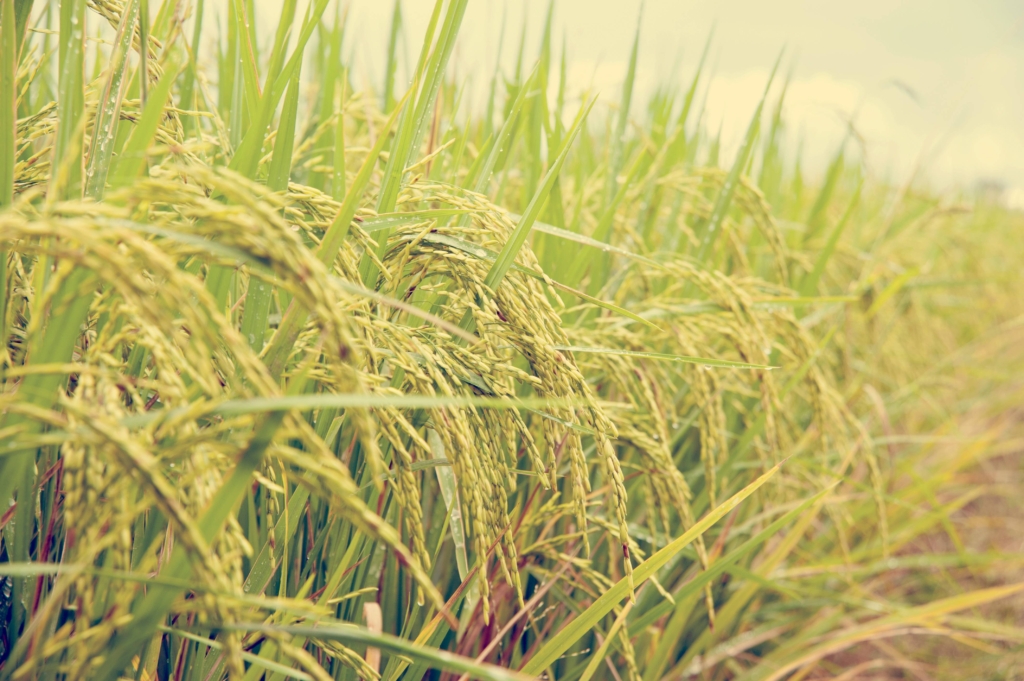 A lush green rice field