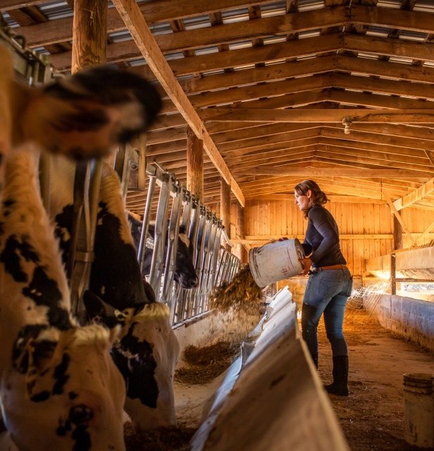 A woman feeding cows in a barn