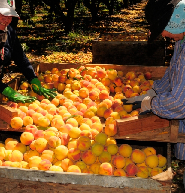 Two farmhands sorting stone fruit in an orchard.