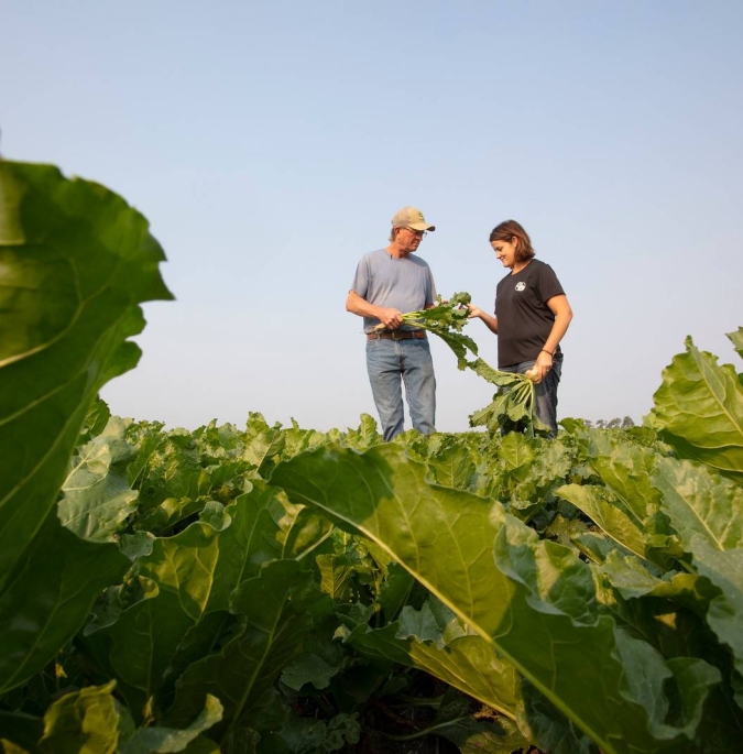 Two farmers inspect their crops in a field of green leafy vegetables
