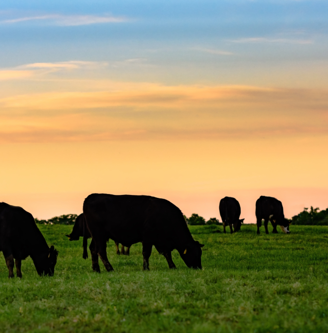 Black Angus cows grazing in silhouette against a sunset sky