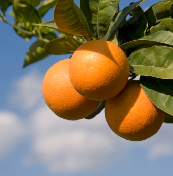 iStock_000008933732Small